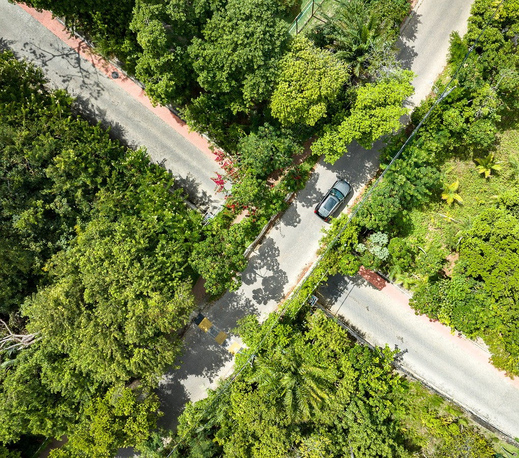 Alameda arborizada vista de cima